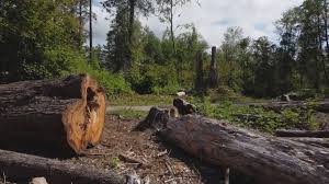 Tree and Shrub Care in Madison, FL