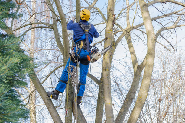 Professional Tree Care in Madison, FL