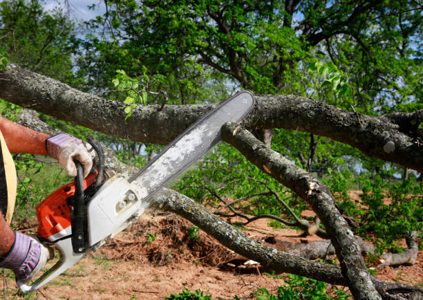 How Our Tree Care Process Works  in  Madison, FL